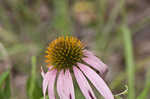 Eastern purple coneflower